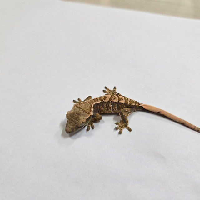 트라이 익스트림할리퀸