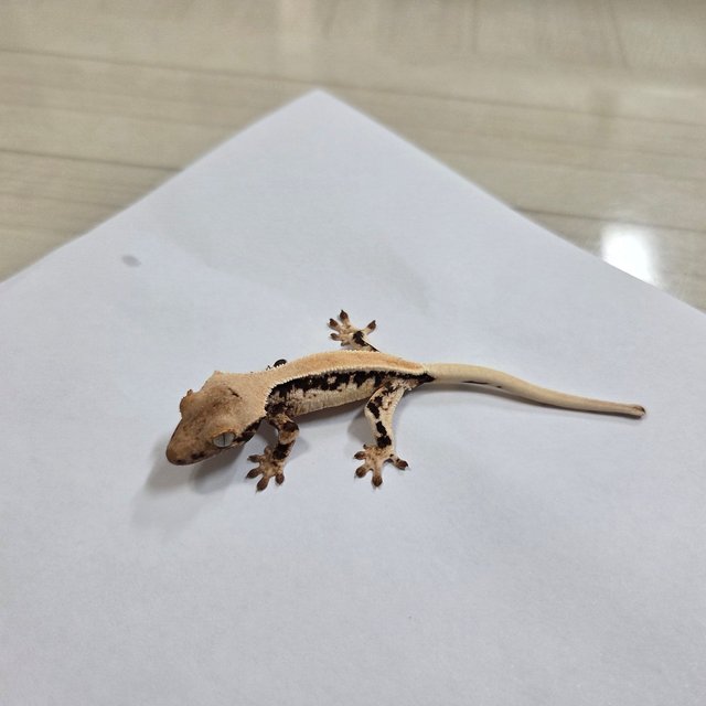 릴리화이트 솔리드백