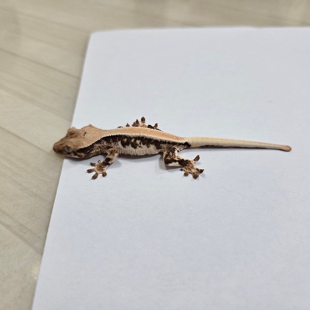 릴리화이트 솔리드백