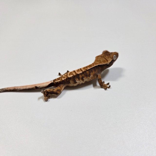 트라이 익스트림할리퀸 텐저린 바브