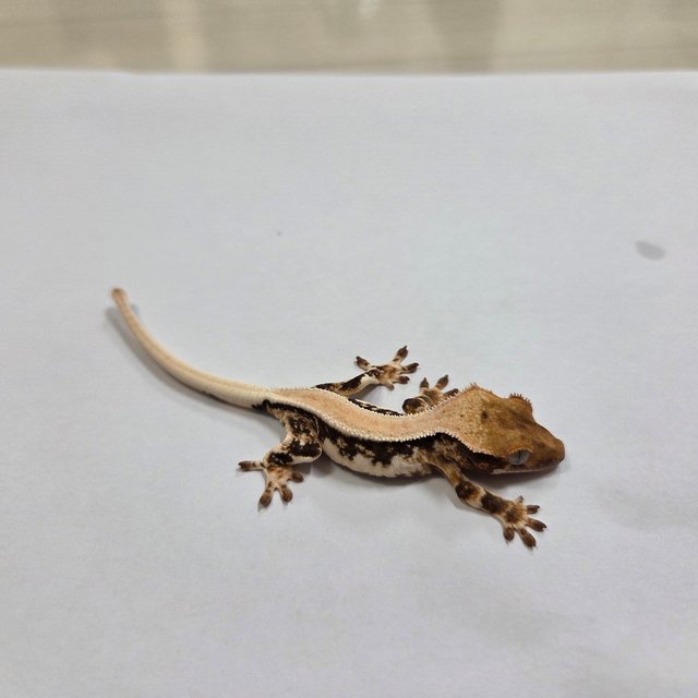 릴리화이트 솔리드백