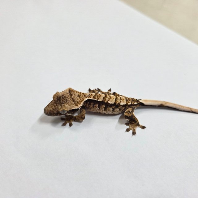 트라이 익스트림할리퀸 화이트