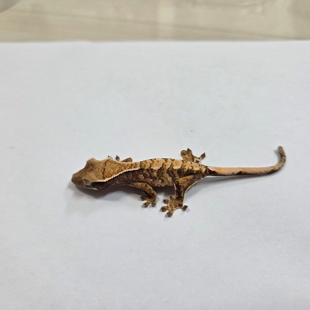 트라이 익스트림할리퀸