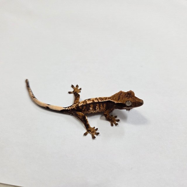 트라이 익스트림할리퀸 텐저린