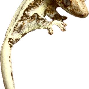 엘리