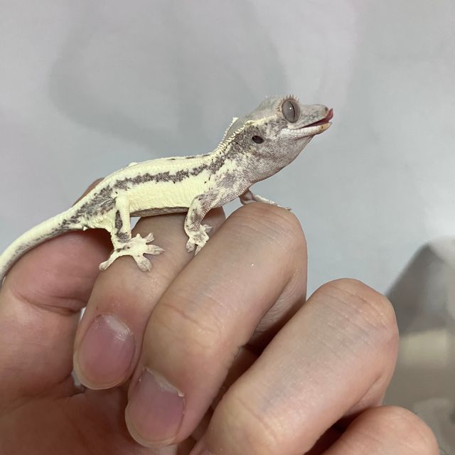 프라푸치노