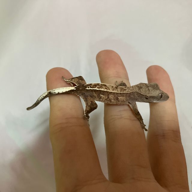 카푸치노 트라이