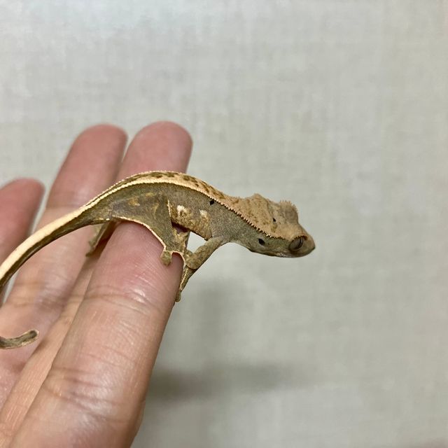 노멀 쿼드 풀핀