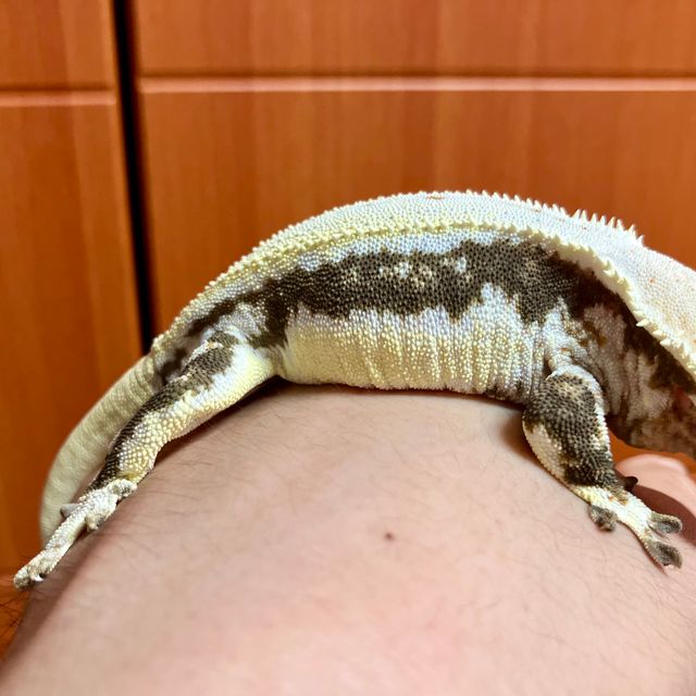 릴리화이트