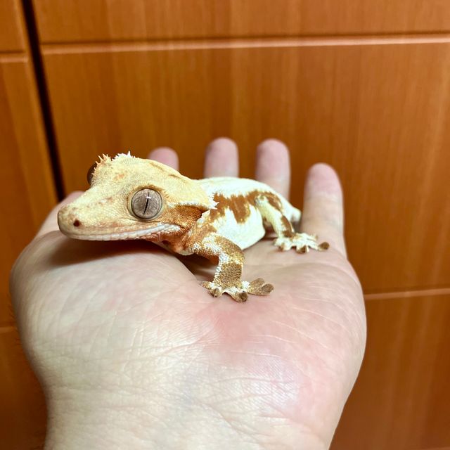 릴리화이트 레드