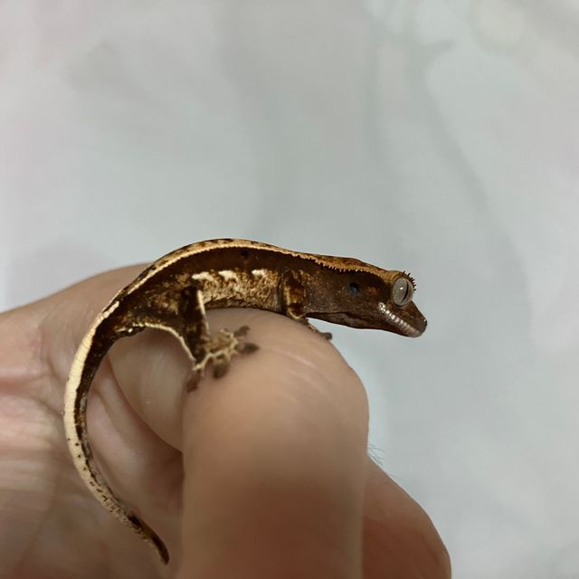 노멀 쿼드