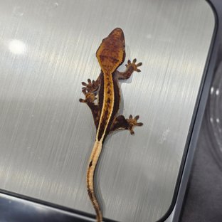 노멀 쿼드 풀핀