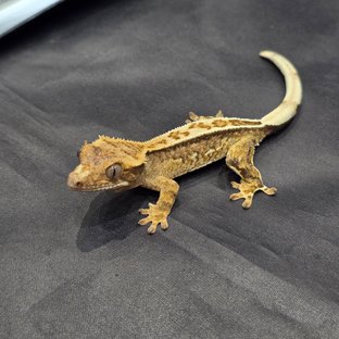 풀핀 쿼드 크림시클 크림