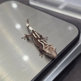 아잔틱 핀스트라이프