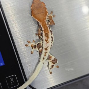 프라푸치노 릴리화이트 카푸치노