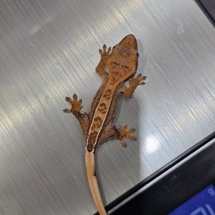 노멀 쿼드 풀핀 핀스트라이프 크림 크림시클