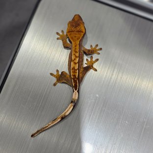 트라이 익스트림할리퀸 노멀