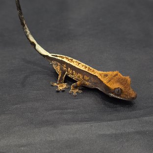 노멀 풀핀 핀스트라이프