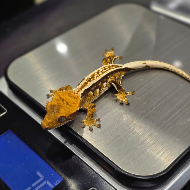 노멀 슈퍼스트라이프 쿼드 풀핀 핀스트라이프