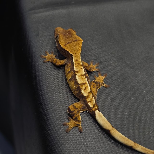 익스트림할리퀸 트라이