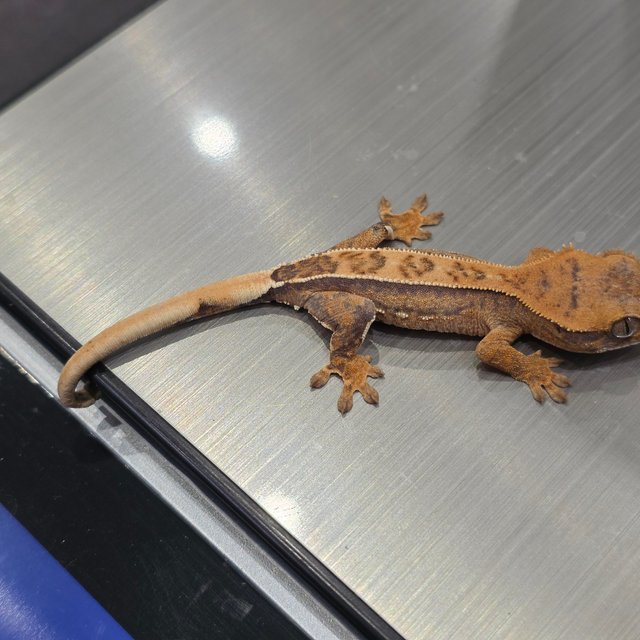 노멀 쿼드 풀핀 핀스트라이프 크림 크림시클