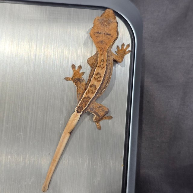 노멀 쿼드 풀핀 핀스트라이프 크림 크림시클