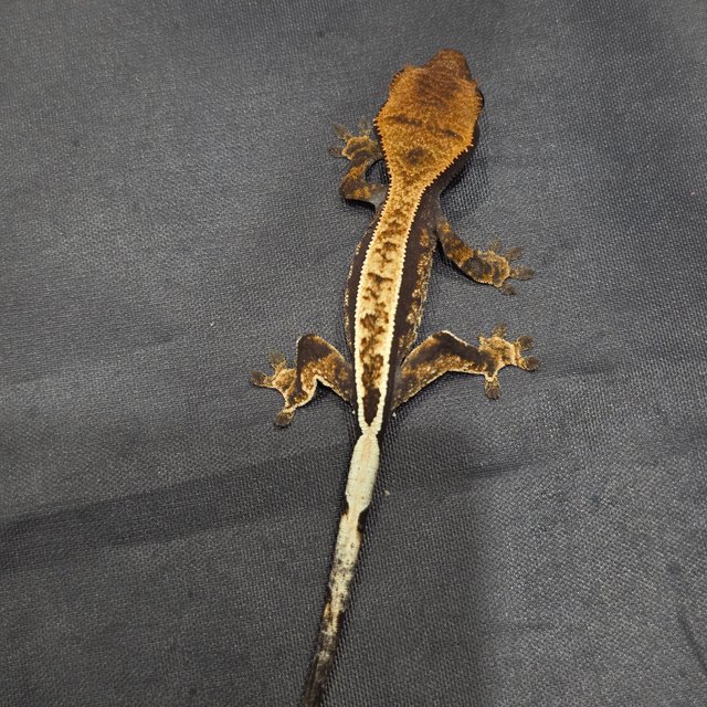 노멀 풀핀 핀스트라이프