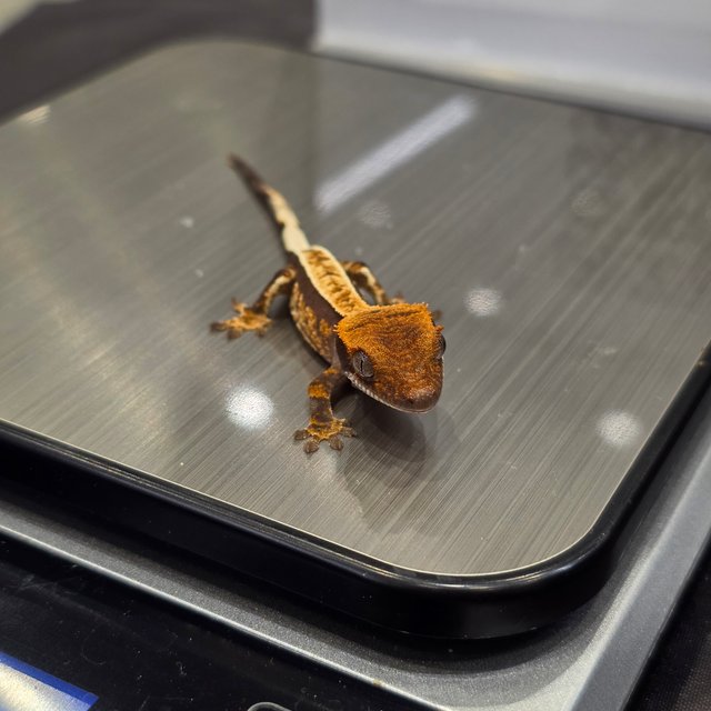 노멀 풀핀 핀스트라이프