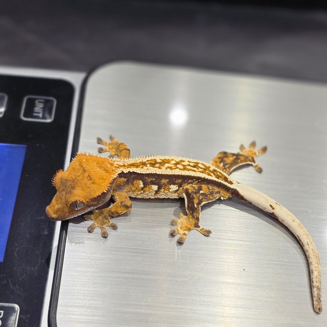 노멀 슈퍼스트라이프 쿼드 풀핀 핀스트라이프