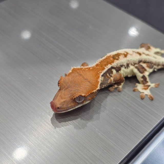 프라푸치노 릴리화이트 카푸치노