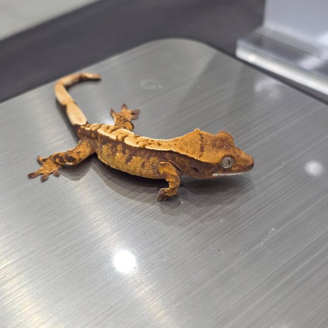 익스트림할리퀸 트라이