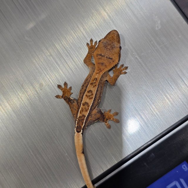 노멀 쿼드 풀핀 핀스트라이프 크림 크림시클