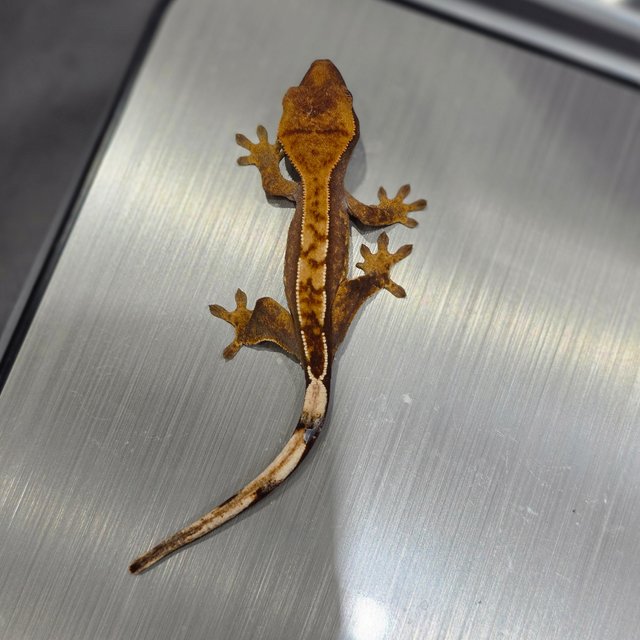 트라이 익스트림할리퀸 노멀