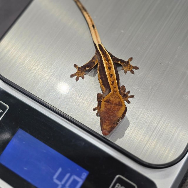 노멀 쿼드 풀핀