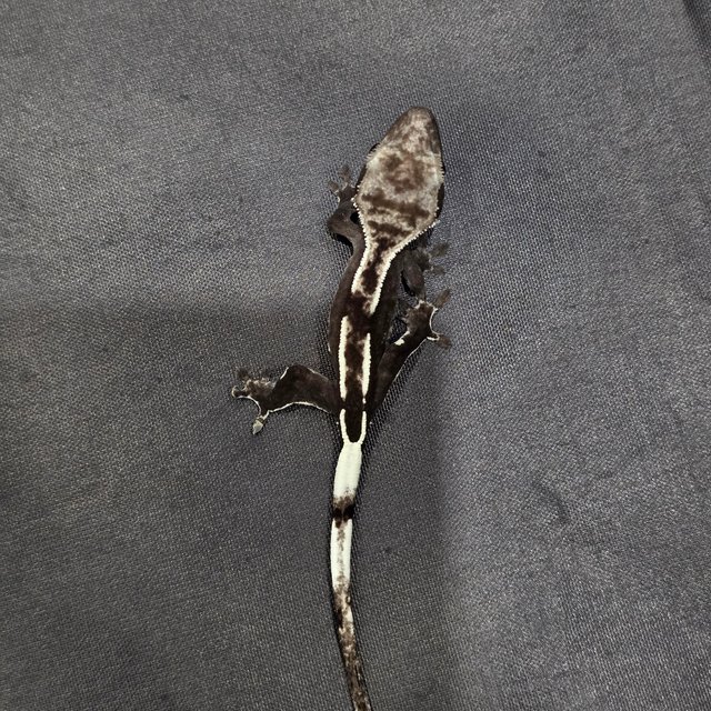 아잔틱 핀스트라이프