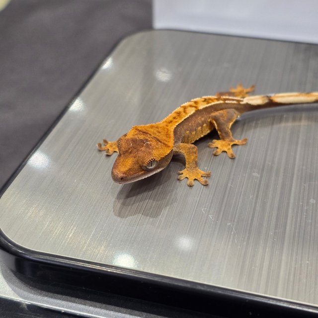 트라이 익스트림할리퀸 노멀