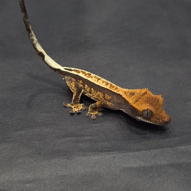 노멀 풀핀 핀스트라이프