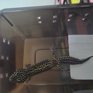 스노우 블랙나이트