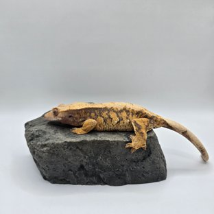 트라이 익스트림할리퀸