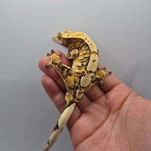 트라이 익스트림할리퀸