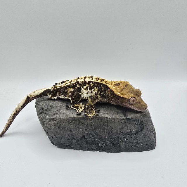 트라이 익스트림할리퀸