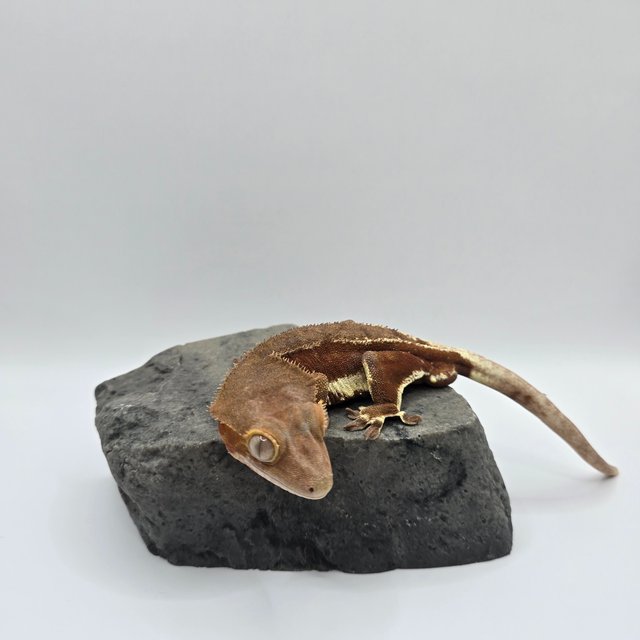 레드 팬텀 릴리화이트