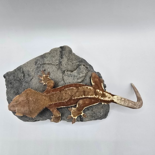 레드 팬텀 릴리화이트