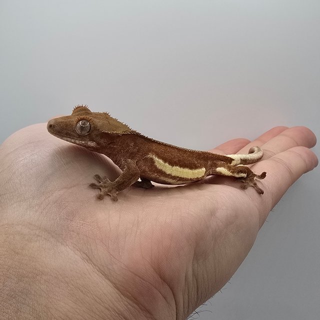 레드 바이 쿼드