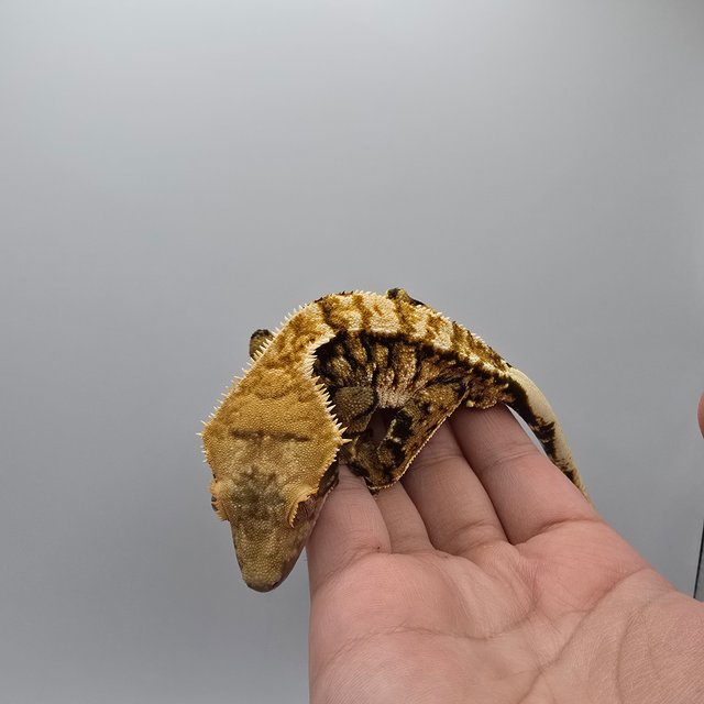 트라이 익스트림할리퀸