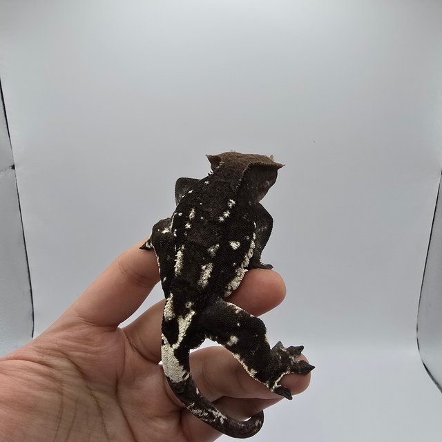 카푸치노 100%헷아잔틱