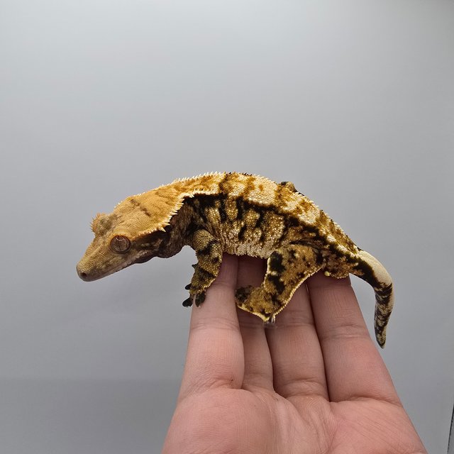 트라이 익스트림할리퀸