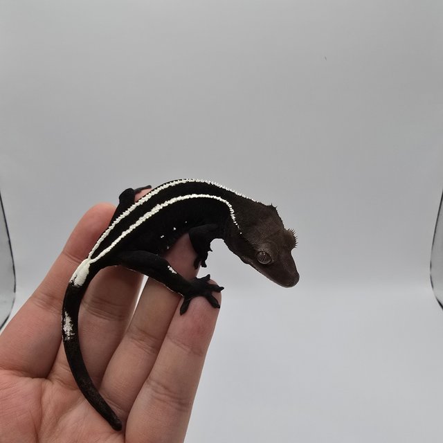 화이트핀 아잔틱