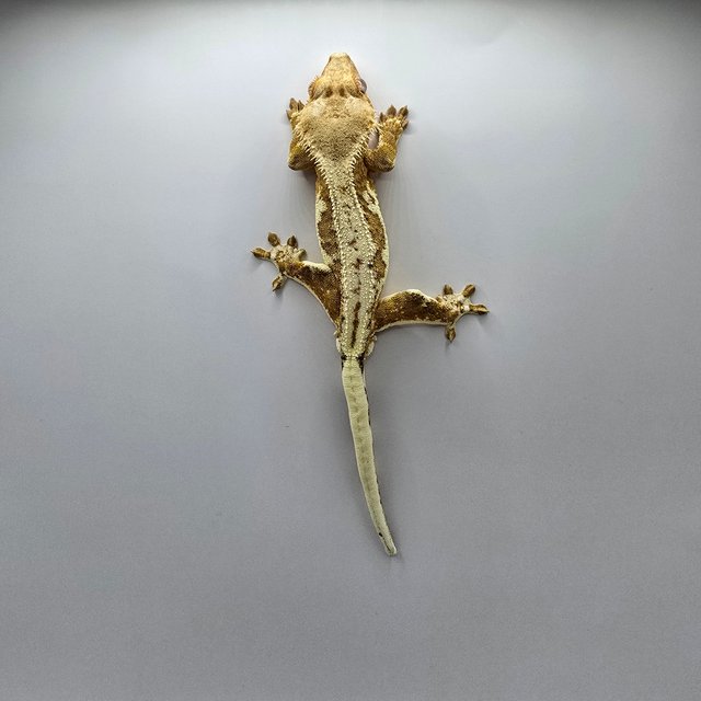 크림 릴리화이트