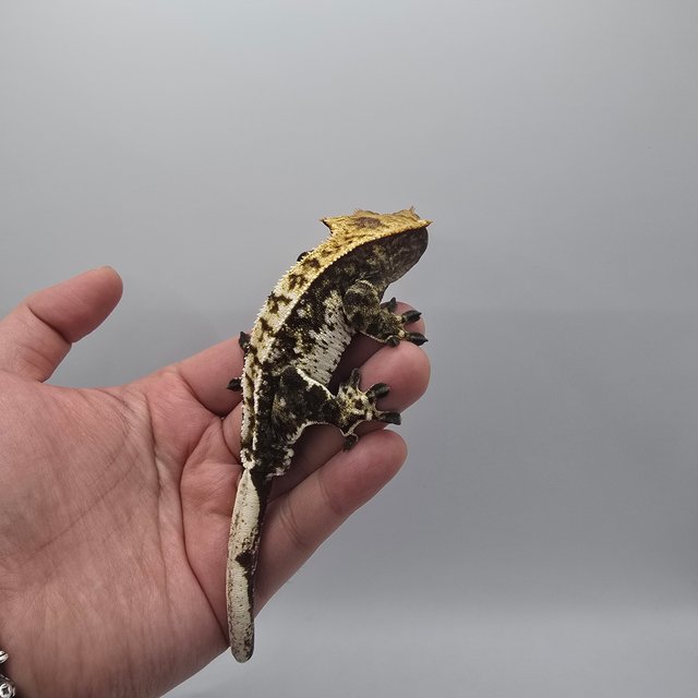 트라이 익스트림할리퀸